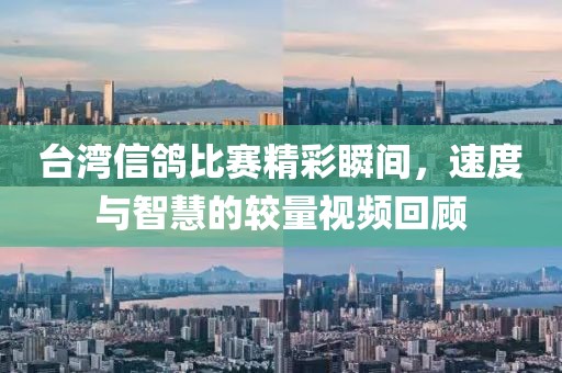台湾信鸽比赛精彩瞬间，速度与智慧的较量视频回顾