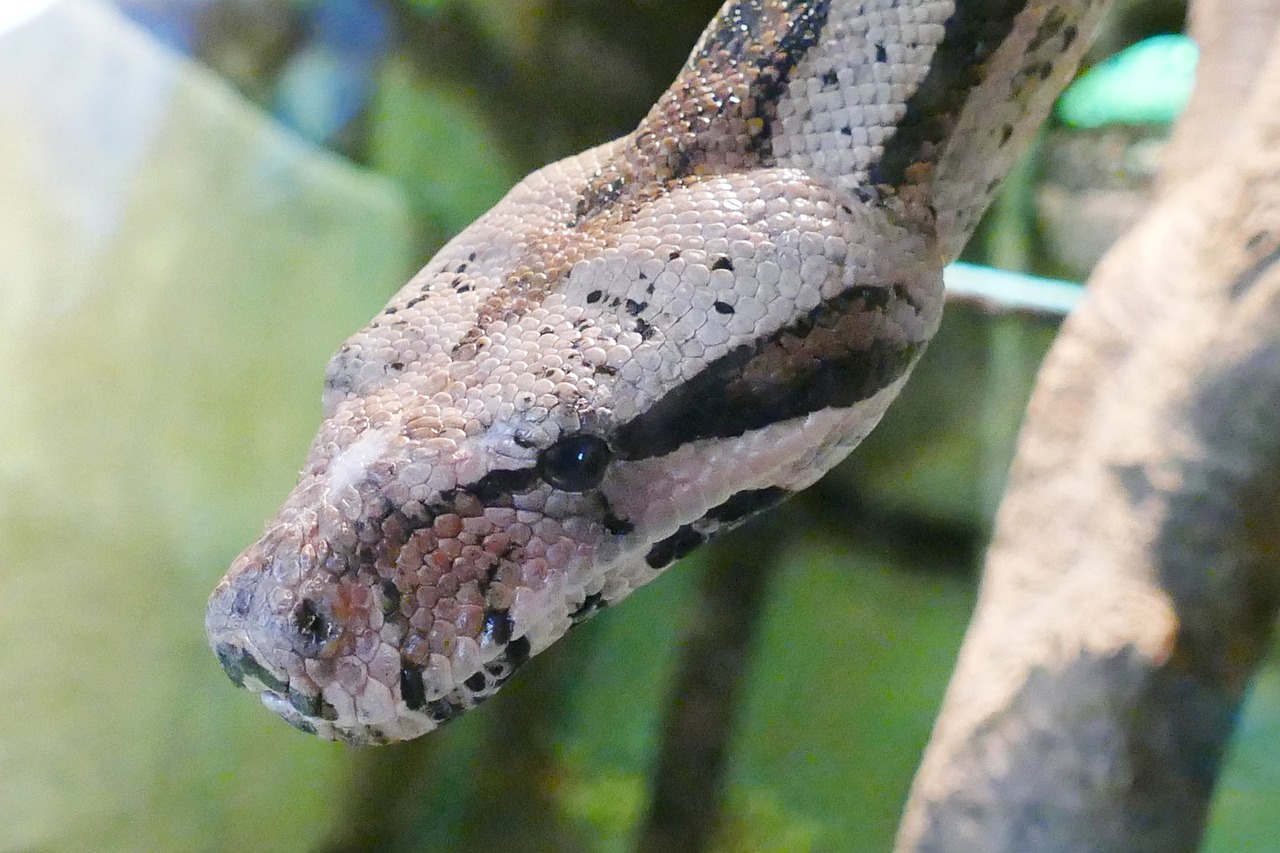 新门内部资料精准大全：蛇、马、鸡、龙