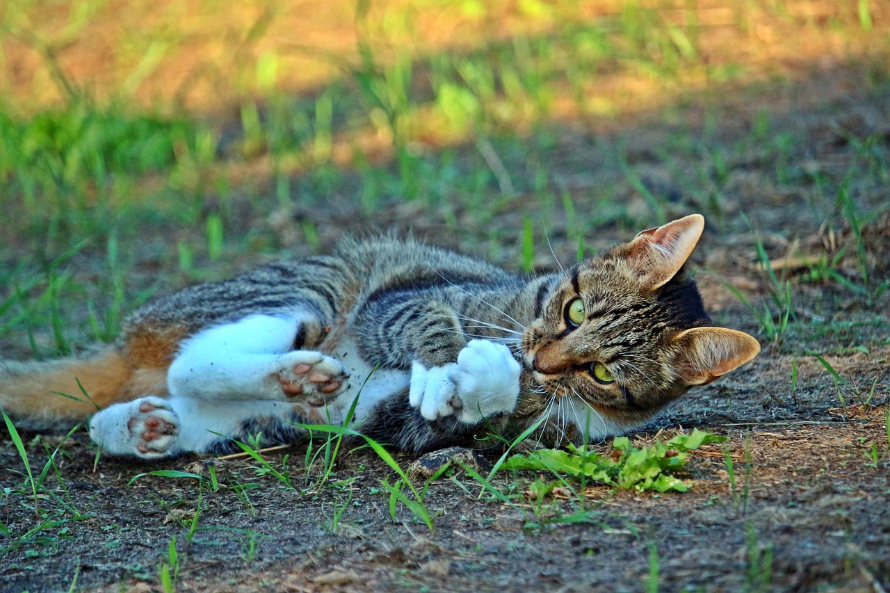 新澳天天彩免费资料大全特色：兔、兔、猪、虎