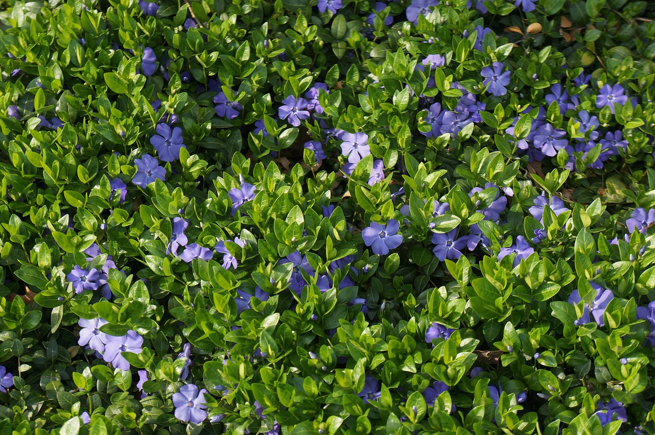 香菜价格最新行情及分析