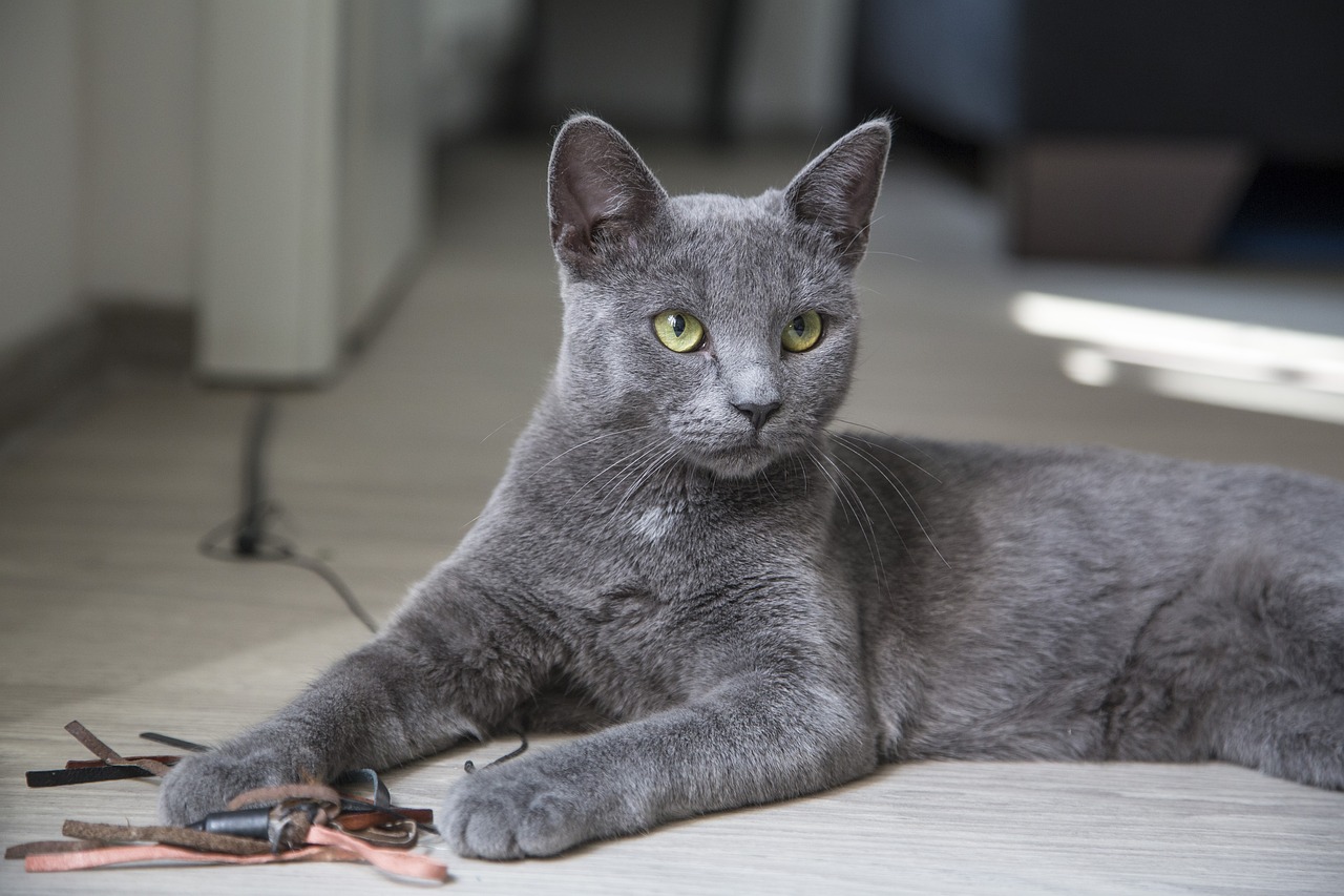蓝猫比赛，激情与智慧的较量对决