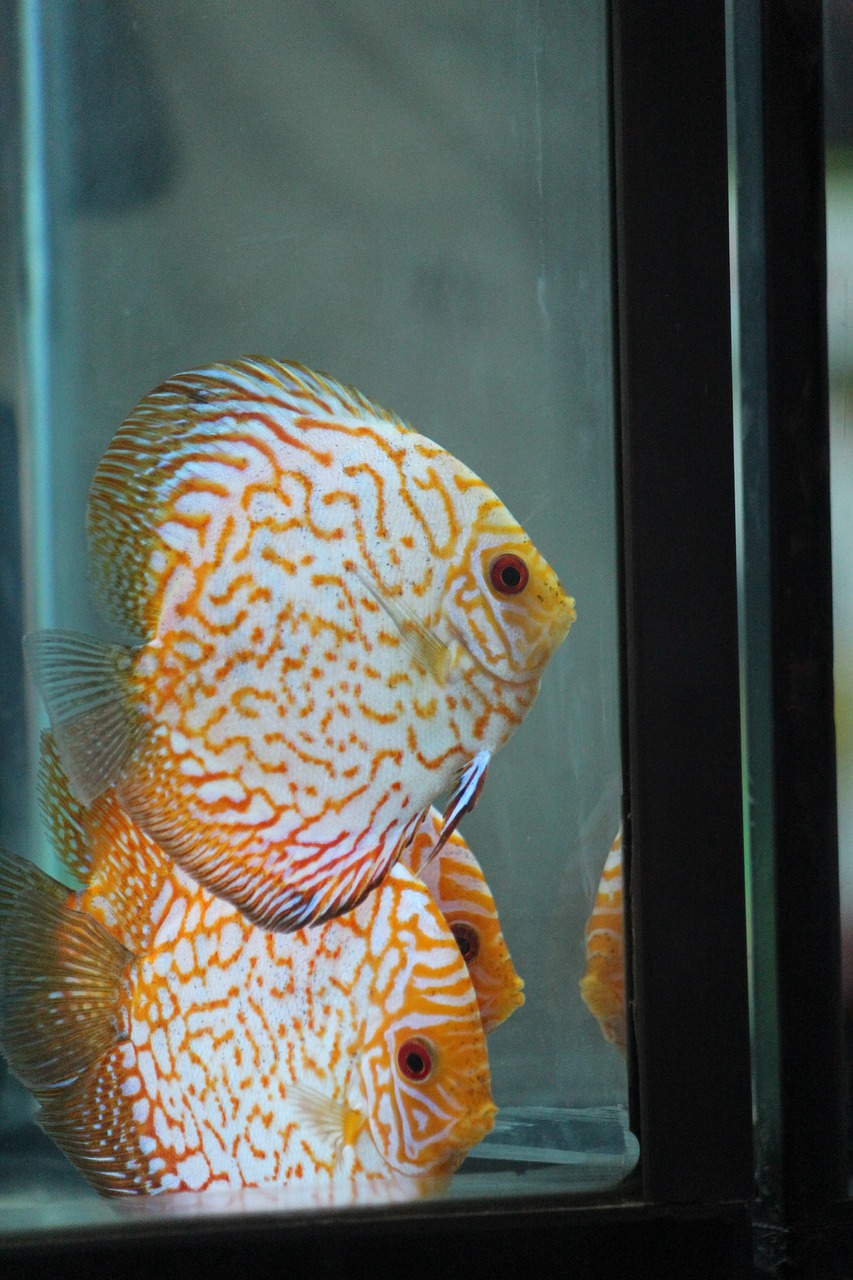 森森鱼缸型号及价格表——完美家居水族馆首选品牌产品介绍与价格一览表
