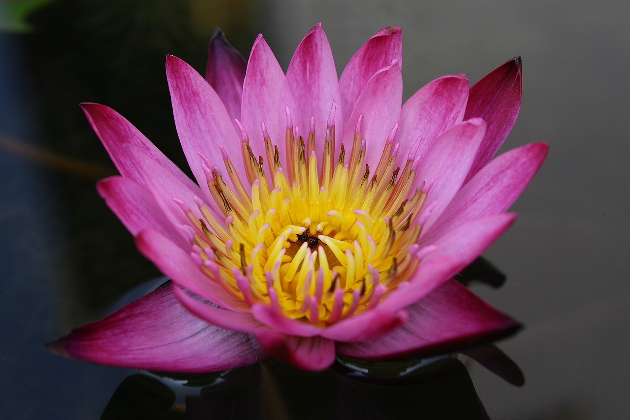 莲花烟图片及价格解析
