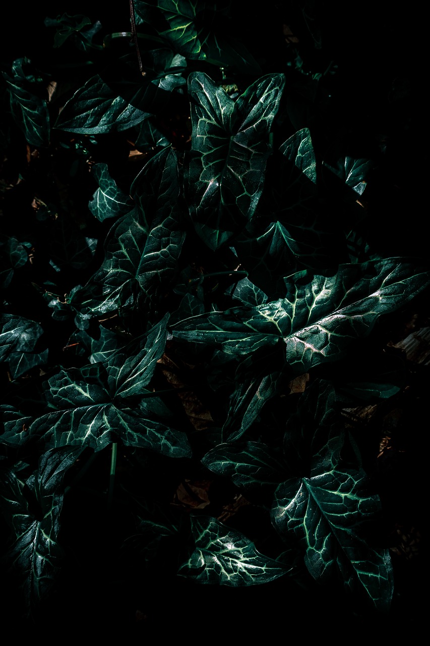 新森缘最新动态，引领绿色生活潮流的新篇章