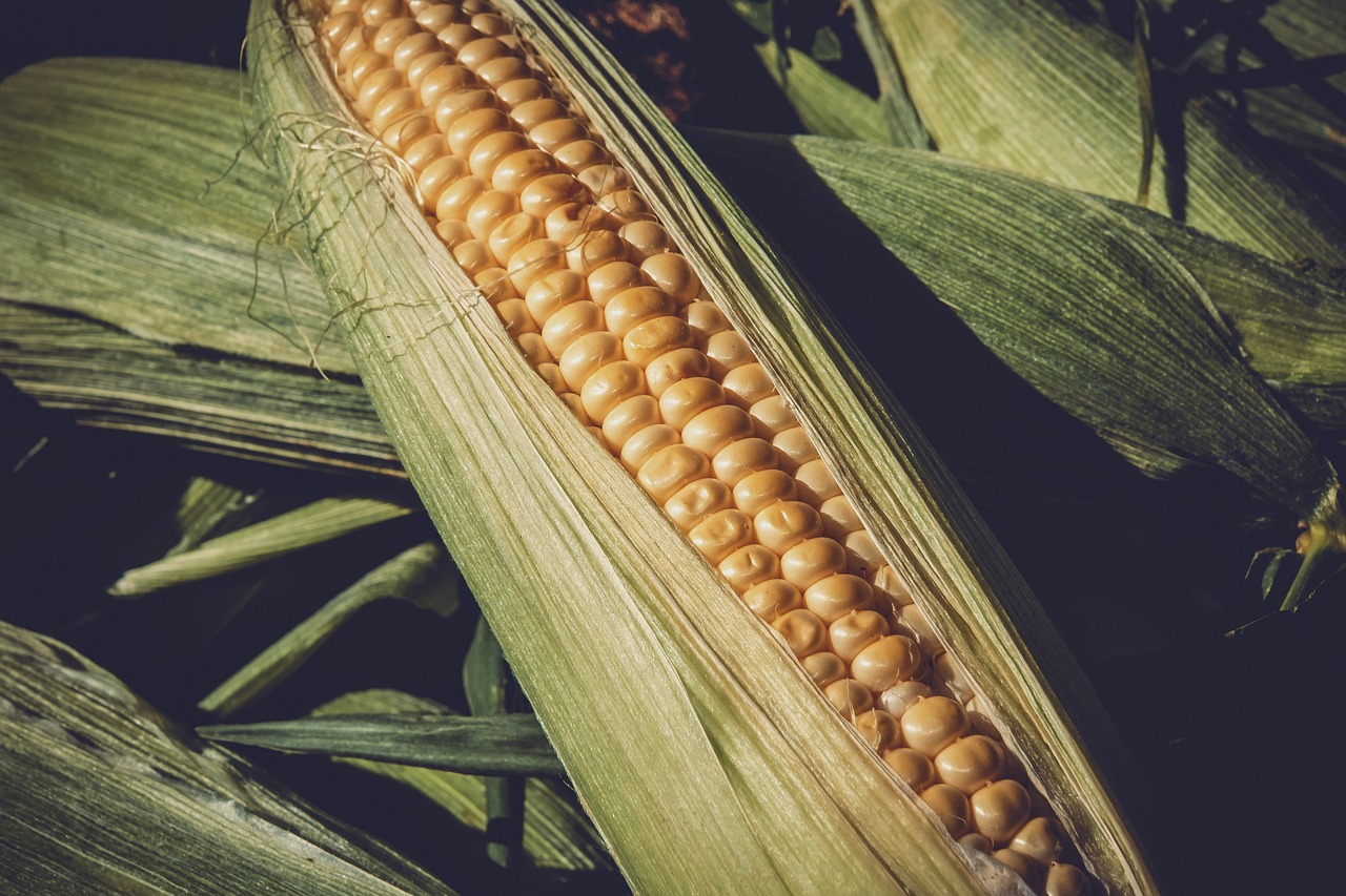 金谷粮食网玉米价格动态分析与趋势预测