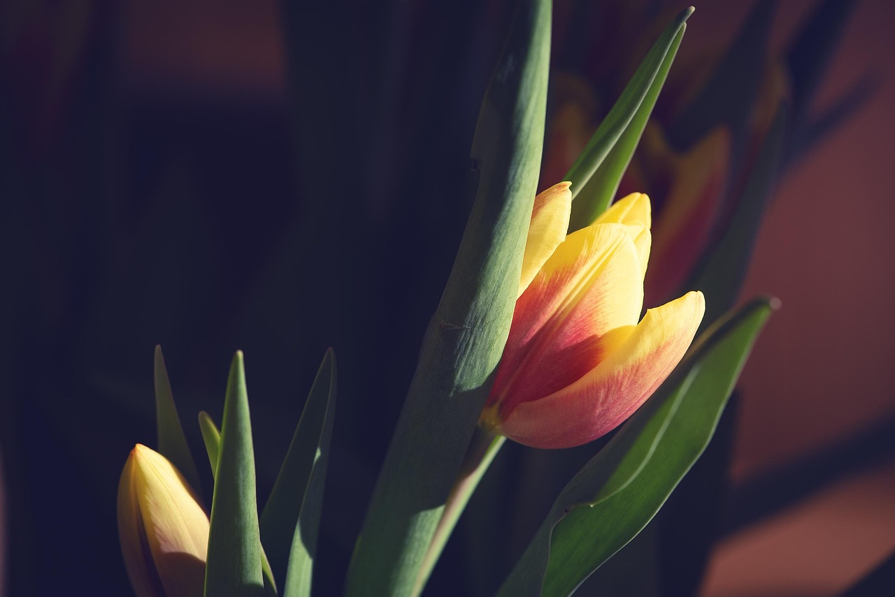 苦菜花电视剧全集，英雄之花荧屏绽放