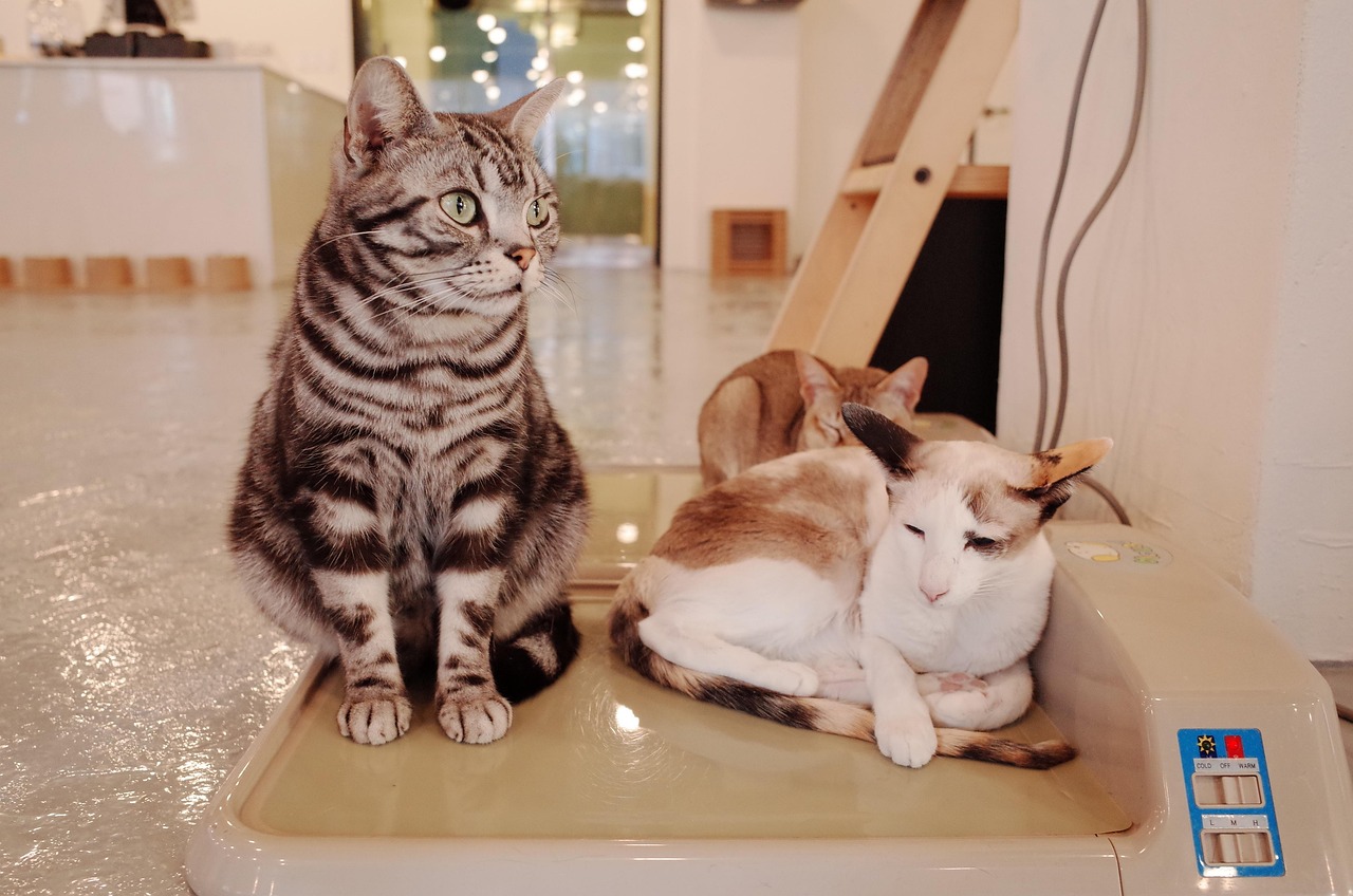 猫咪网站最新资讯，探索猫的世界，掌握时代脉搏