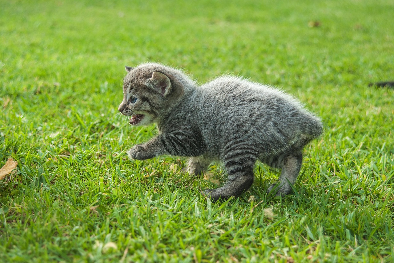 探索猫咪乐园，最新猫咪网站上线！