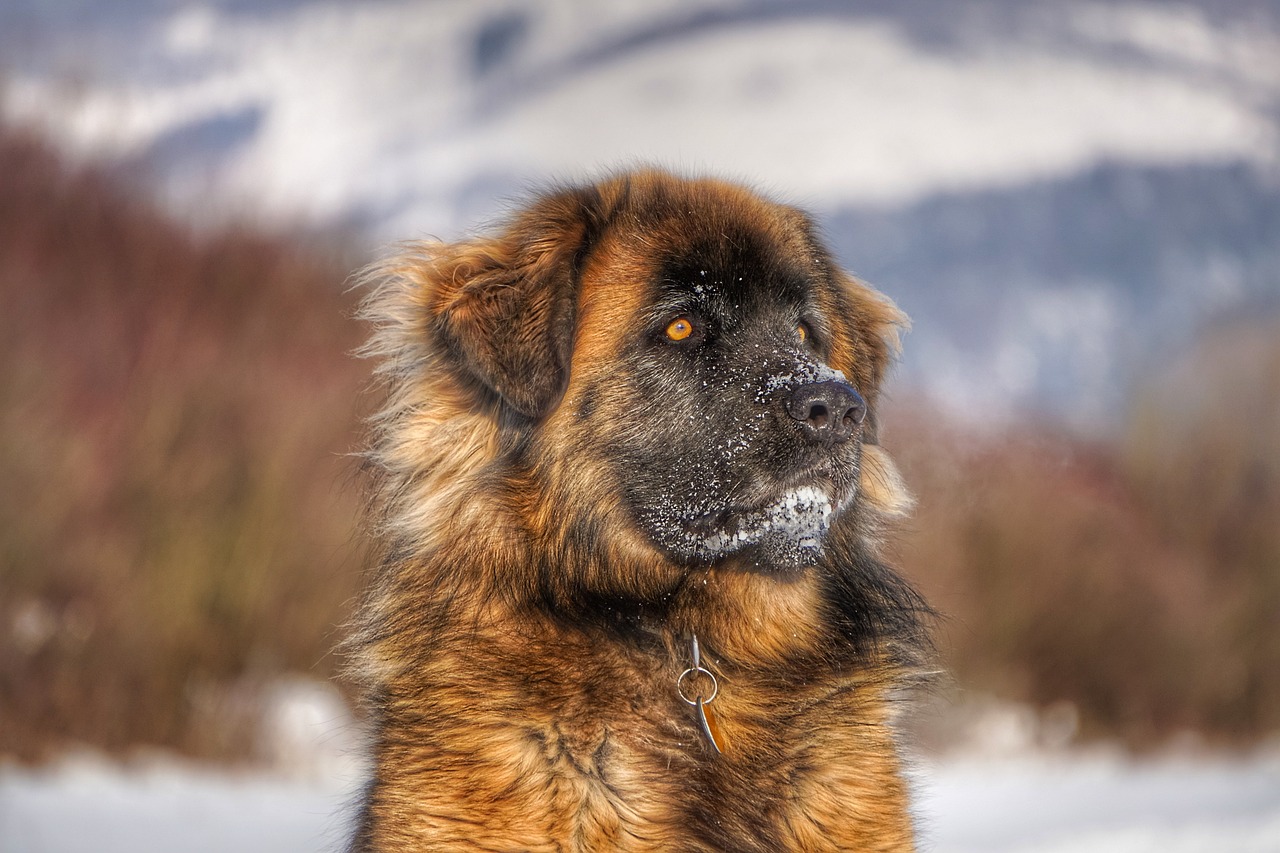 国际犬比赛，展现犬类魅力的竞技舞台