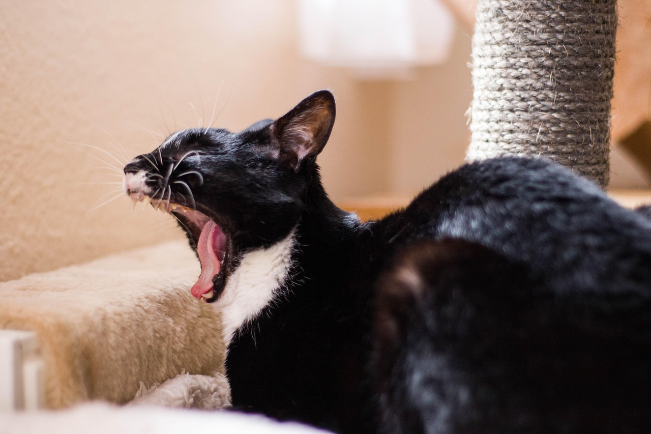 动漫中的猫，神秘魅力与深不可测的可爱之处