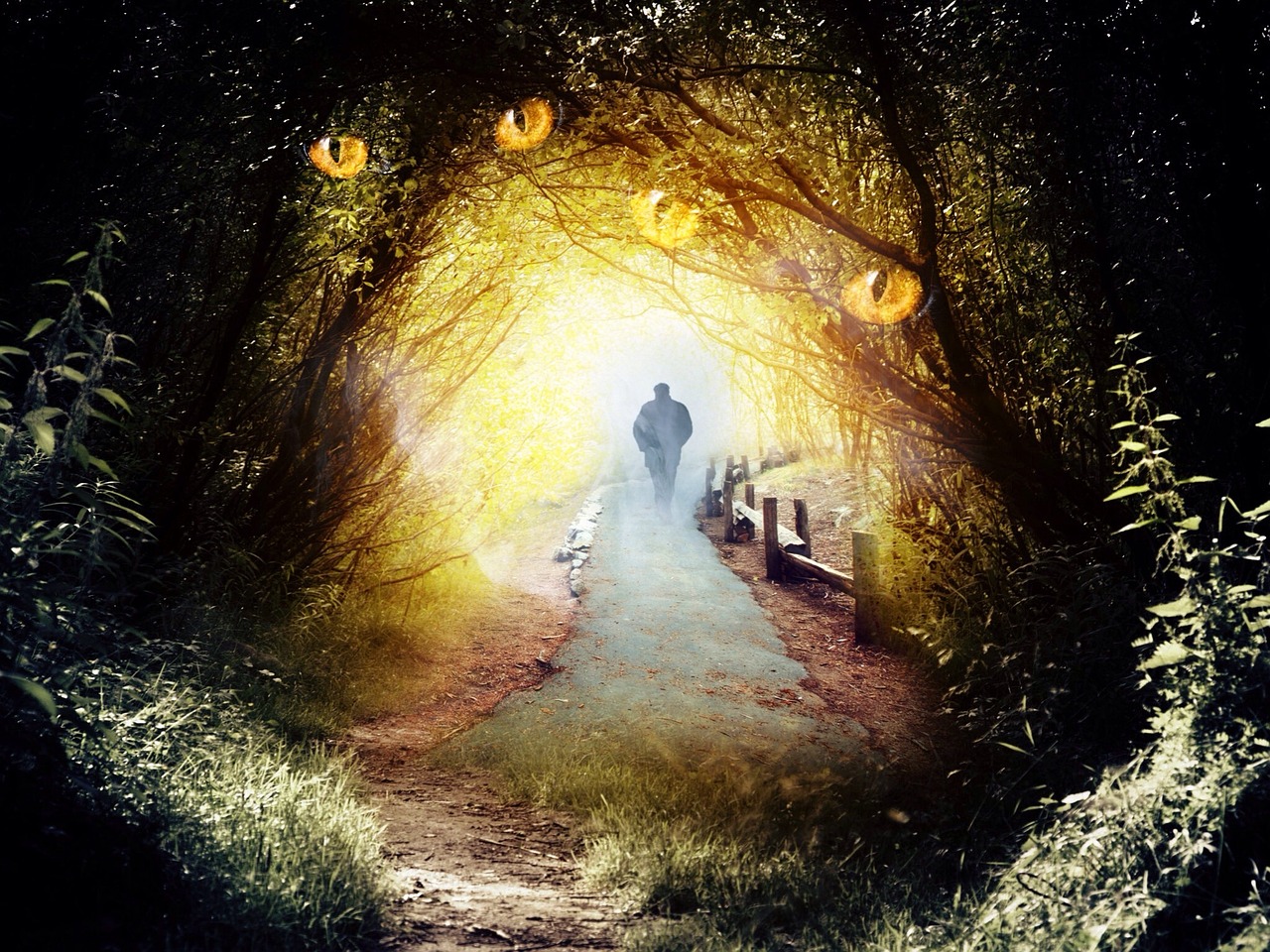 奇幻森林电影，探索神秘世界的视觉盛宴