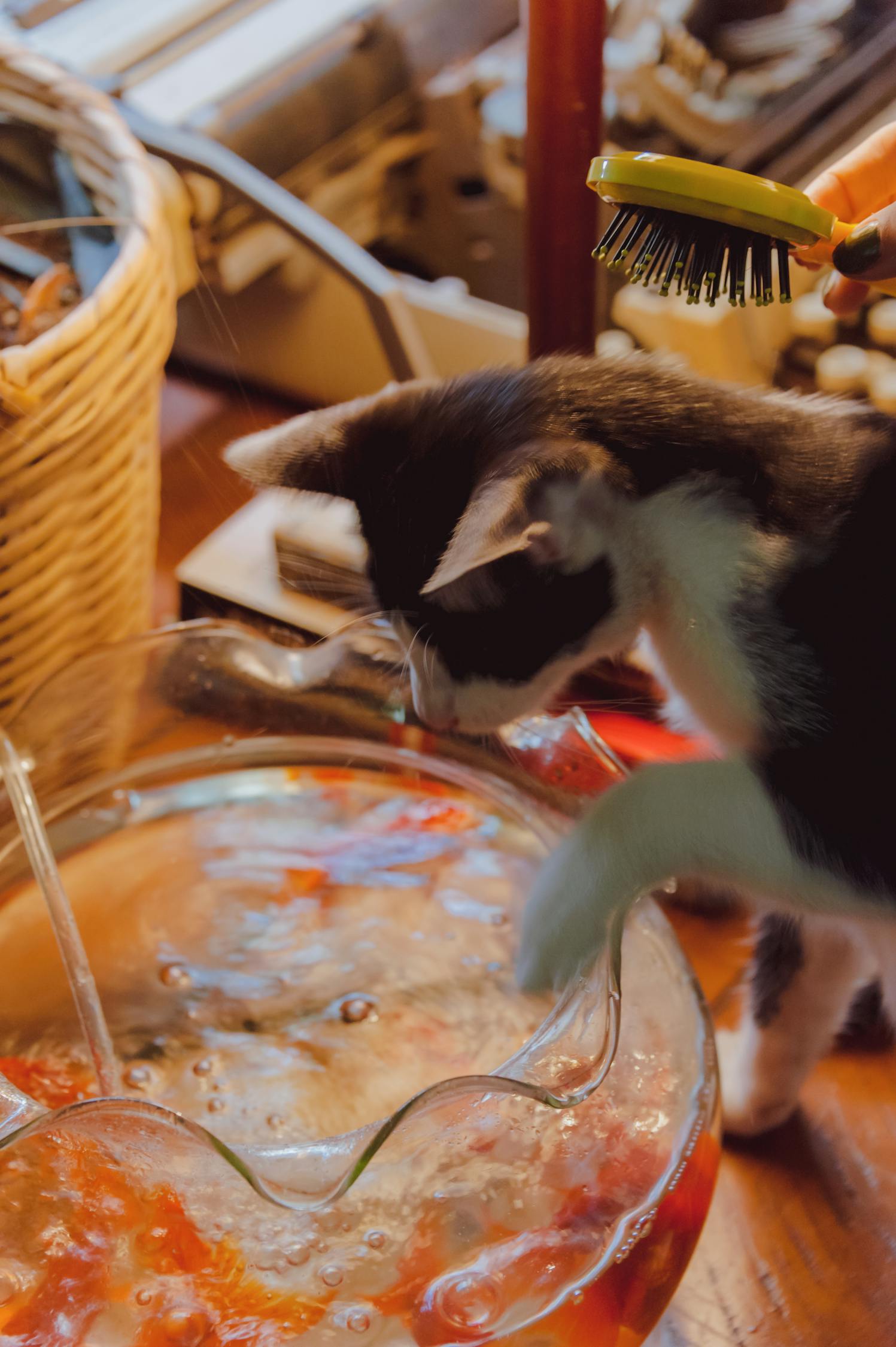 猫咪官网最新动态，探索新时代的猫咪世界