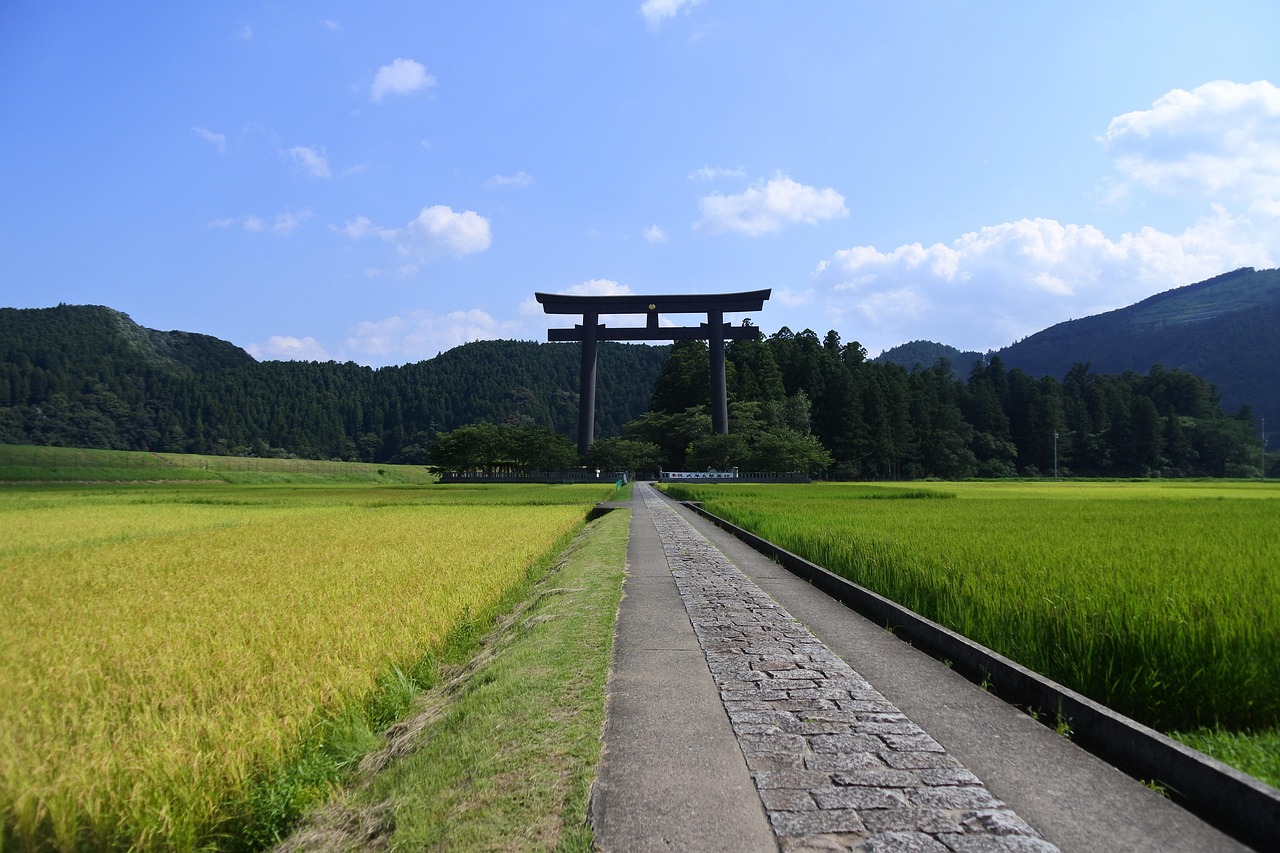 神鹿坊村改造进展更新，重塑乡村，迈向现代化新步伐