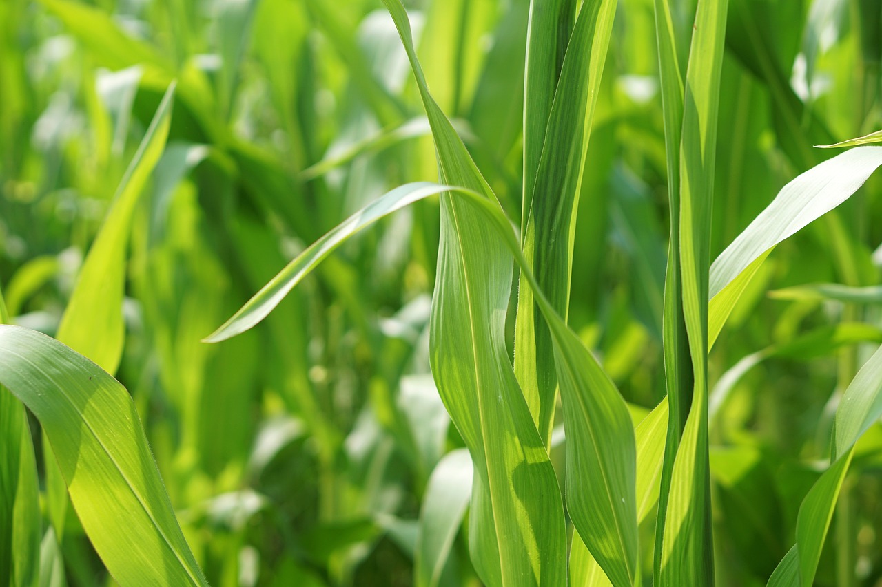 杞县蒜苔价格行情实时更新，最新价格与行情分析