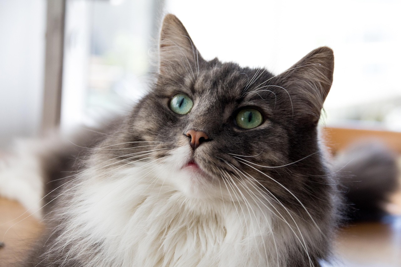 科技与宠物猫咪的完美融合，最新猫咪应用下载链接揭秘！