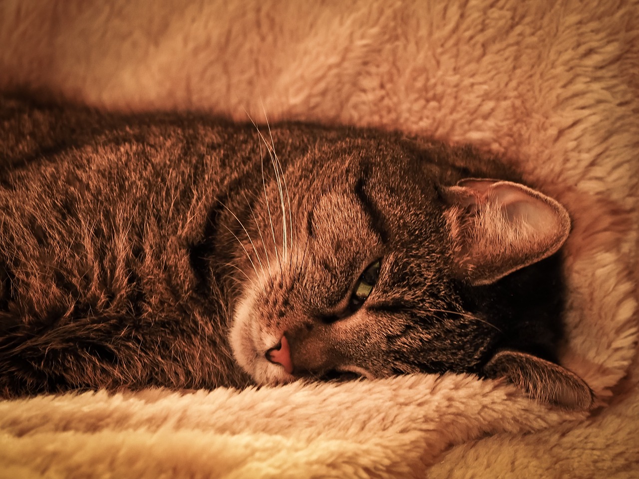 猫咪软件最新版下载与安装教程