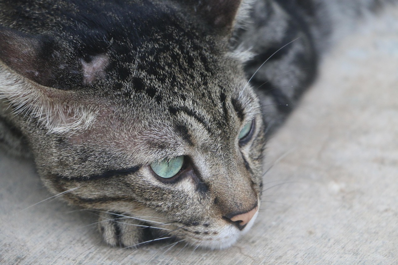 探索猫的世界，最新猫咪位置与喵星人亲密互动之旅