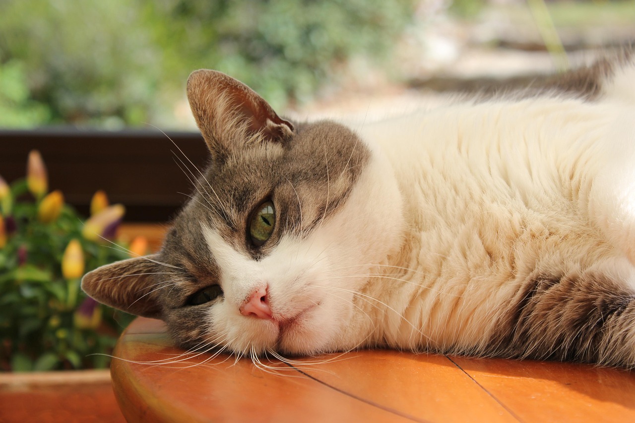 关于猫的奇幻世界探索，猫咪动漫之旅