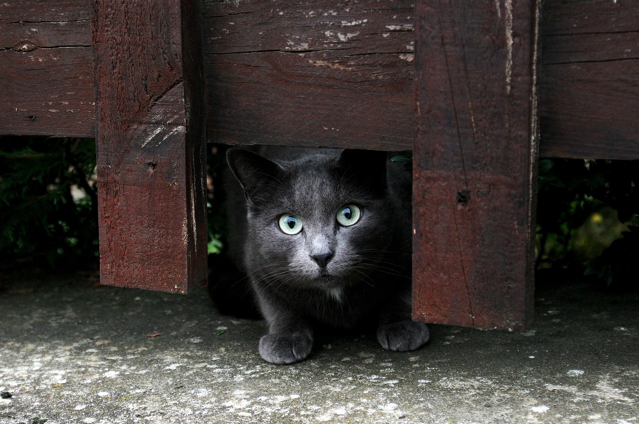 探索二次元文化魅力，猫男动漫头像集锦