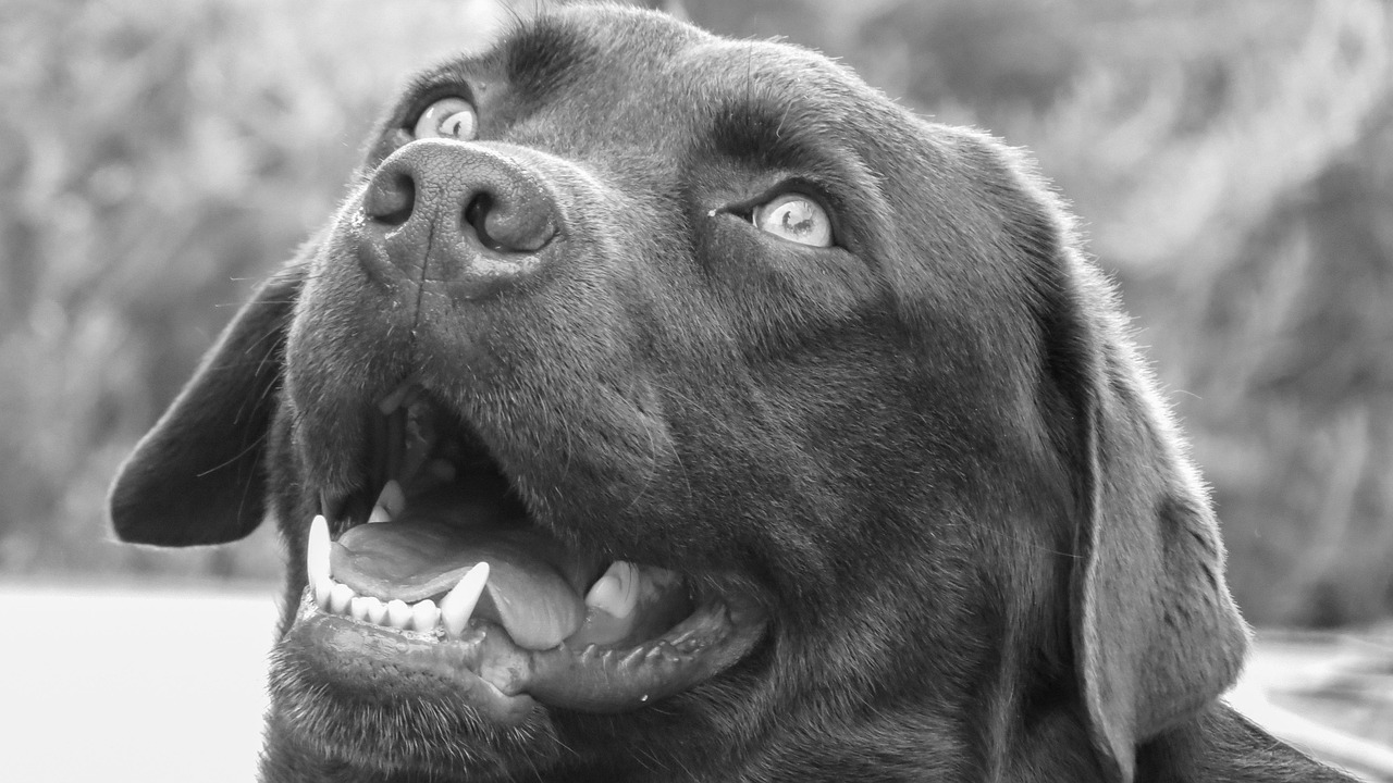 广州拉布拉多犬价格一览，最新概览与趋势分析