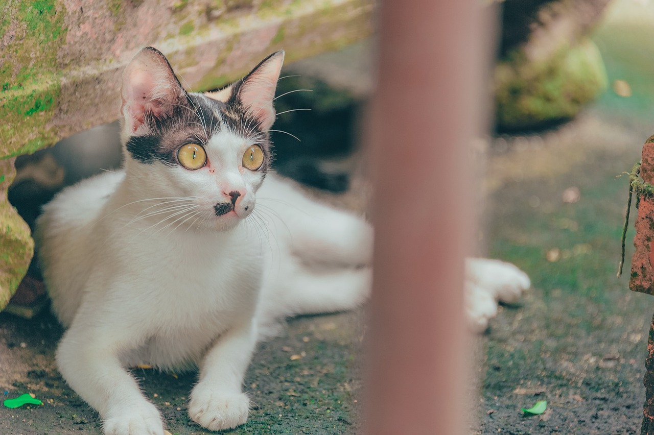 最新猫味资讯，探索猫咪世界的精彩瞬间