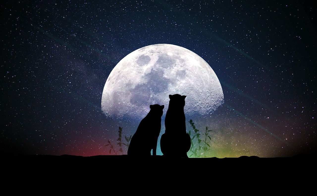 深度探索情感世界奥秘，唯爱侦查资讯独家解析